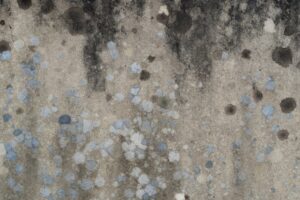 Difference Between Mildew & Mold